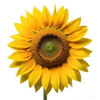 Flat lay close up of one sunflower isolated on white background. Seeds and oil. flower object on center composition, Clipping path photo