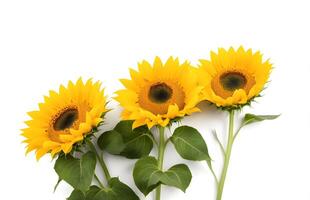 Top view of three sunflower isolated on white background. Seeds and oil. Flat lay flowers object on center composition, Clipping path photo