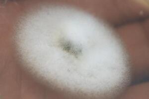 Penicillium, ascomycetous fungi are of major importance in the natural environment as well as food and drug production. photo