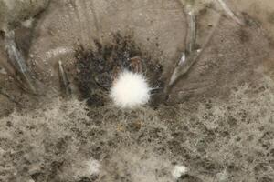 Penicillium, ascomycetous fungi are of major importance in the natural environment as well as food and drug production. photo