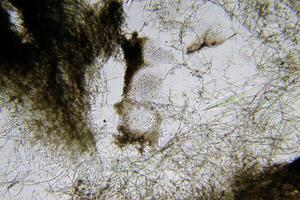 Penicillium, ascomycetous fungi are of major importance in the natural environment as well as food and drug production. photo
