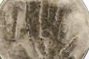 Penicillium, ascomycetous fungi are of major importance in the natural environment as well as food and drug production. photo