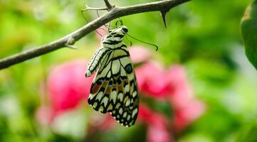 Papilio Demoleus or lime butterfly, which perched on flowering plants, is called lime butterfly because the larvae of this butterfly are pests on lime plants photo