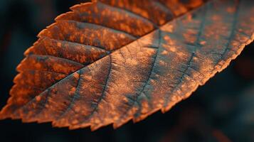 Leaf close up photo