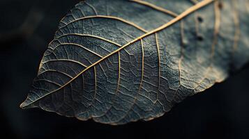 Leaf close up photo