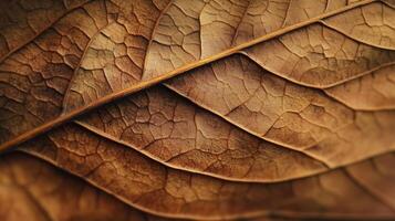 Leaf close up photo