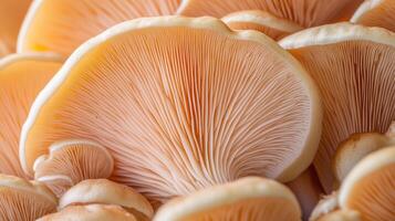 Sajor-caju mushroom abstract macro image photo