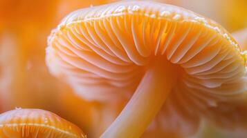 Sajor-caju mushroom abstract macro image photo