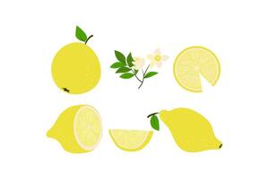 Set of lemons. Citrus fruits of different shapes, whole and slices. Leaves and flowers. Flat illustration on white isolated background. vector