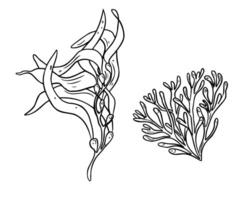 Seaweeds, coral black and white illustration isolated. Pink agar agar seaweed, phyllophora hand drawn ink silhouette. Kelp sea plants in line art for package, label, marine collection. vector
