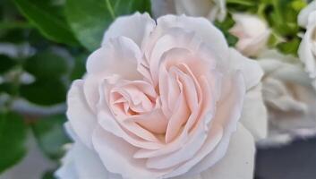 Blooming of Julia Renaissance Rose photo