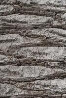 Background texture of tree bark. Skin the bark of a tree that traces cracking. Wood texture tree bark close photo