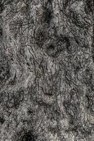 Background texture of tree bark. Skin the bark of a tree that traces cracking. Wood texture tree bark close photo