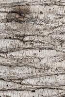 Background texture of tree bark. Skin the bark of a tree that traces cracking. Wood texture tree bark close photo