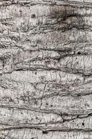 Palm tree bark texture. Background texture of tree bark. Skin the bark of a tree that traces cracking. Wood texture tree bark close photo