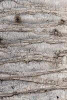 Background texture of tree bark. Skin the bark of a tree that traces cracking. Wood texture tree bark close photo