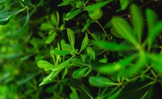 Background of fresh green leaves. Green leaves pattern background, Natural background and wallpaper photo