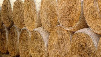 Hay bales neatly stacked on top of each other. Dry straw texture. photo