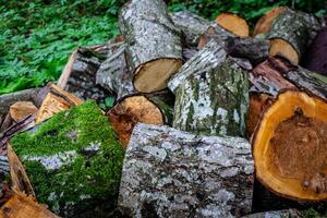 Tree trunk sawn into logs. Firewood preparation. Background of sawn trees. photo