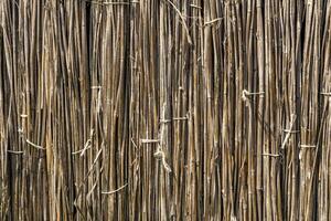A background of dry reeds drawn by wire. Gray fence of dry stems. Dry thin reed in the wall. Reed Texture Close Up photo