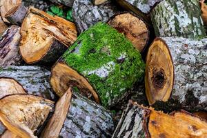 Tree trunk sawn into logs. Firewood preparation. Background of sawn trees. photo