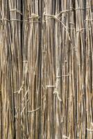 A background of dry reeds drawn by wire. Gray fence of dry stems. Dry thin reed in the wall. Reed Texture Close Up photo