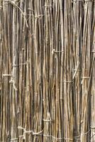 A background of dry reeds drawn by wire. Gray fence of dry stems. Dry thin reed in the wall. Reed Texture Close Up photo