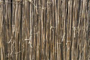 A background of dry reeds drawn by wire. Gray fence of dry stems. Dry thin reed in the wall. Reed Texture Close Up photo