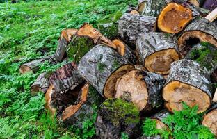 Tree trunk sawn into logs. Firewood preparation. Background of sawn trees. photo