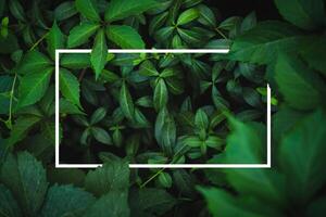 White frame on fresh green leaves background photo