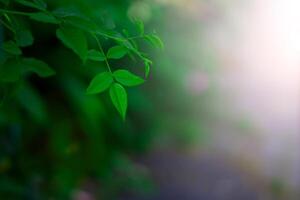 Fresh green leaves covering the wall. Natural green background from young green leaves. photo