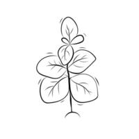 Basil plant sketch. Simple illustration in doodle style vector