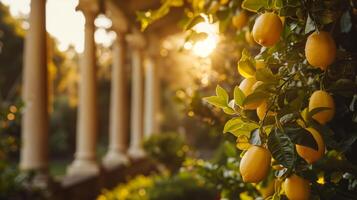 Fresh ripe lemons on a tree with antique columns in the background photo