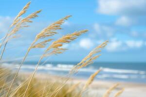Close-up of dry tall grass on a beach with the ocean in the background photo