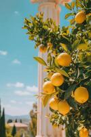 Fresh ripe lemons on a tree with antique columns in the background photo