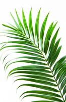 Close-up image of a palm leaf isolated on a light background photo