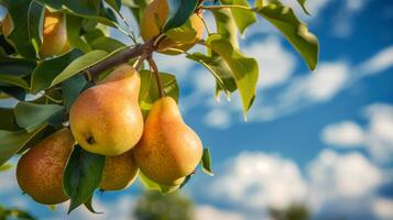 Close-up image of ripe pears on a tree branch against the background of bright blue sky photo