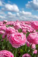 Beautiful bouquet of pink and white ranunculus, wildflowers and anemones in a white vintage vase photo