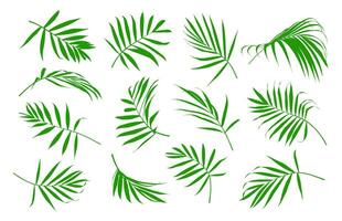 Set of tropical green palm tree leaf and coconut leaf isolated on white background. vector