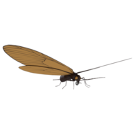 A brown and black insect with a long antennae and a black head png