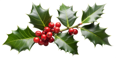 Lush holly branch with berries, isolated transparent background png