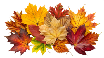 Assorted fall leaves on transparent background png
