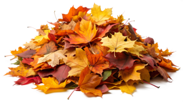 Pile of vibrant autumn leaves isolated on transparent background png