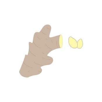 ginger on white background. free space for text. copy space. vector