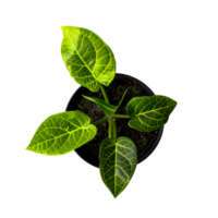 Vibrant Tropical Plant with Intricate Vein Pattern in Black Pot - High Detail Close-Up cut out on transparent background png