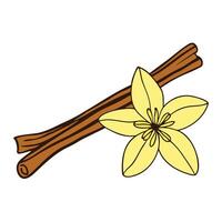 Cinnamon sticks and vanilla flower doodle color drawing on white background vector