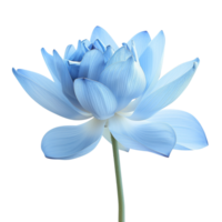 An elegant blue lotus flower in full bloom isolated on a transparent background png