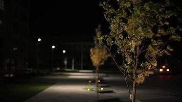 tree swaying in the wind at night in the yard, landscaping illumination video