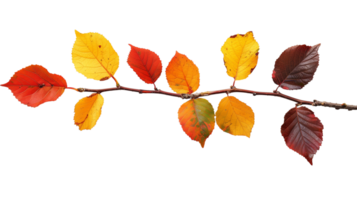 A branch with colorful autumn leaves, isolated on a transparent background png