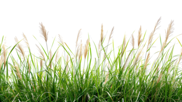 A detailed image of tall grass from a meadow isolated on a transparent background png